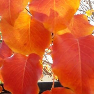 Meet your Posher, Cherie